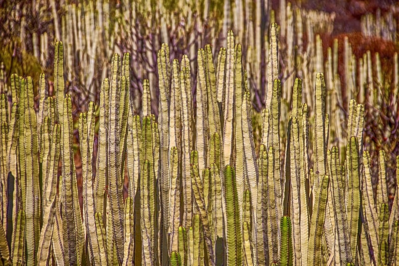 Succulent Vertical Garden